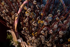 Вход Господень в Иерусалим