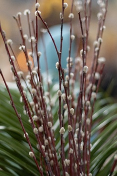 Вход Господень в Иерусалим (Вербное Воскресенье)